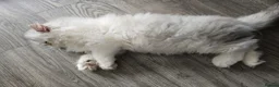 Persian cats for sale: Persian Kittens Extreme Punch Face – Bi-Color GCCF - Advert 11
