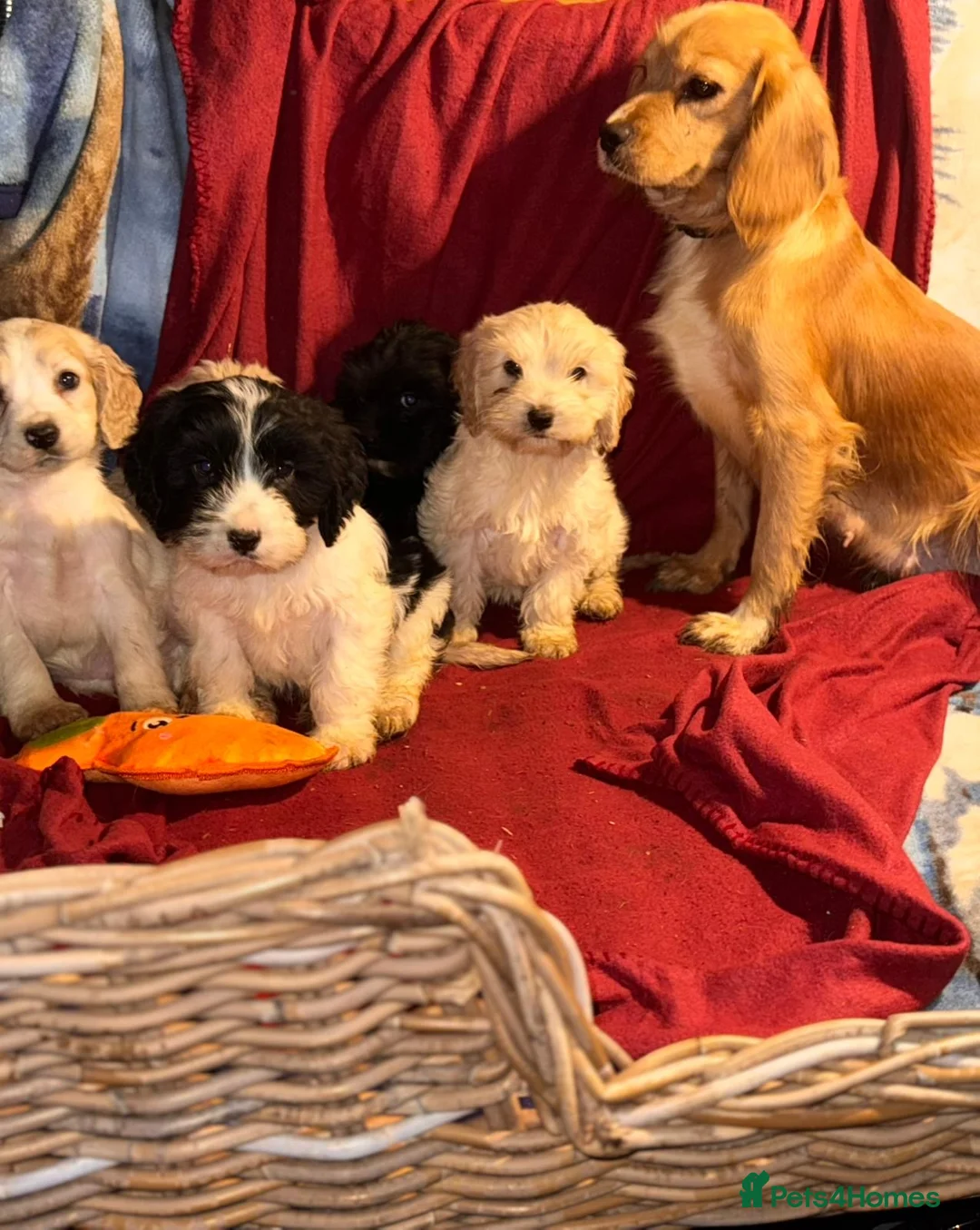 Mixed Breed dogs for sale: CAVA/COCKAPOO PUPPIES  - Advert 6