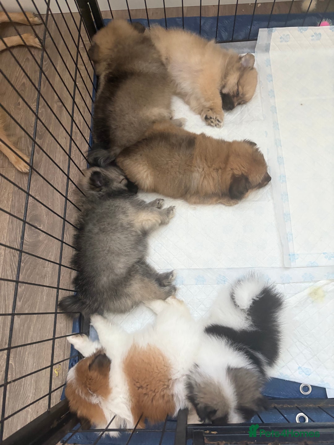 Pomeranian dogs for sale: Pomeranian puppies - Image 6