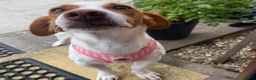 Mixed Breed dogs for adoption: Sylvie (Jack Russell/Dachshund/Beagle mix) - Advert 2