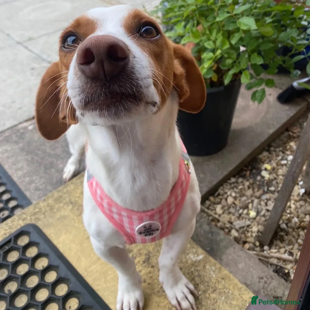 Mixed Breed dogs for adoption: Sylvie (Jack Russell/Dachshund/Beagle mix) - Advert 2