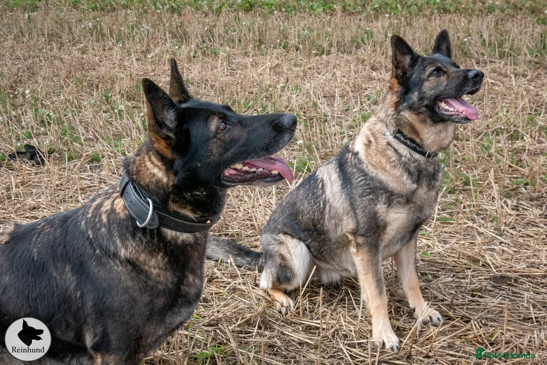 German Shepherd dogs for sale: Czech pedigree puppies from health tested parents in Hinckley - Advert 6