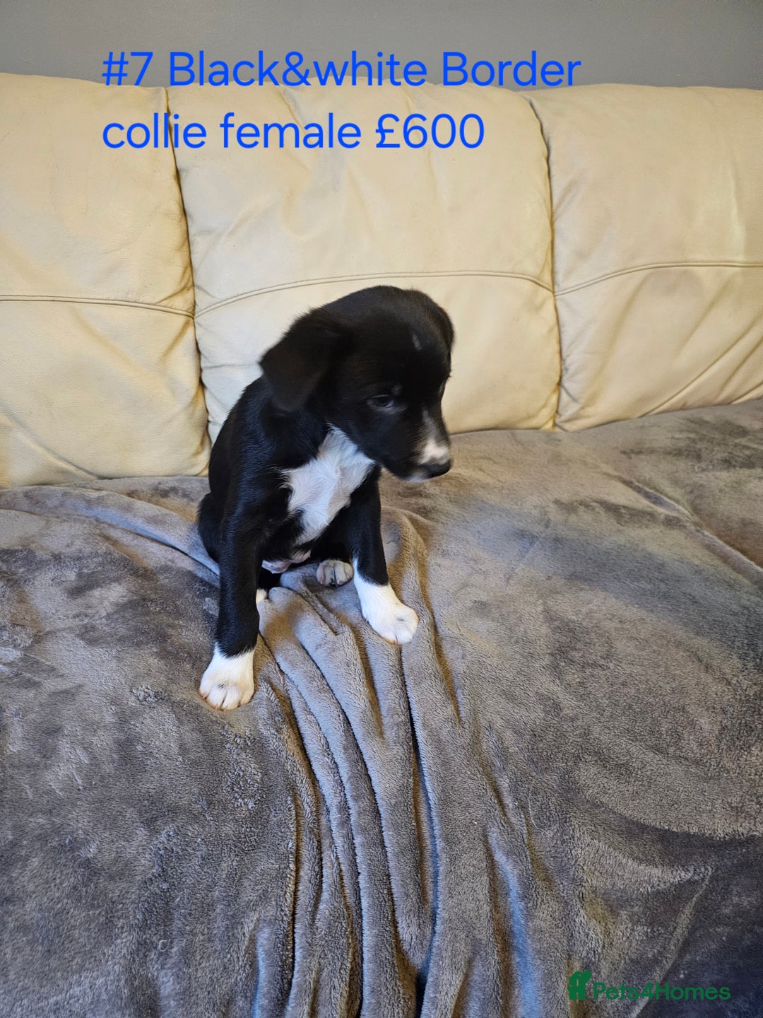 Border Collie dogs for sale: Blue merle&black&white puppies for sale  - Advert 30