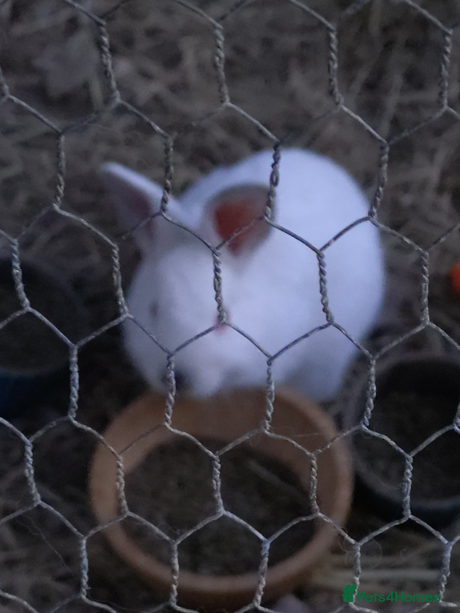 Mixed Breed rabbits for sale: New Zealand White cross Californian Rabbit - Advert 2