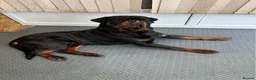 Rottweiler dogs for sale: Exceptional KC Pedigree Rottweilers - Advert 4