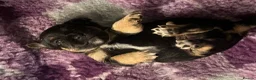 Jack Russell dogs for sale: Beautiful litter of Jack Russel puppies  in Milnthorpe - Advert 27