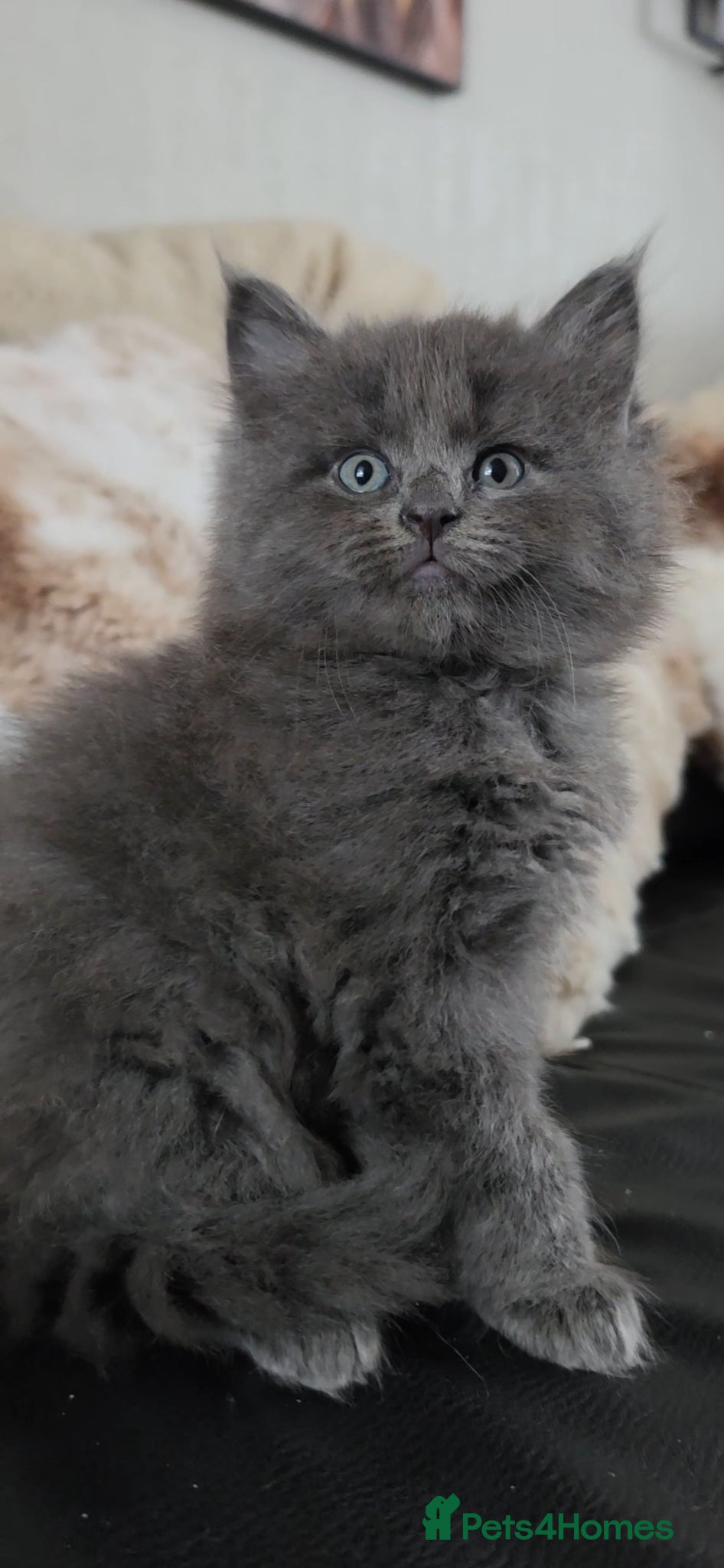 Maine Coon cats for sale: Maine coone &Bsh amazing personality kittens 😸  - Advert 8