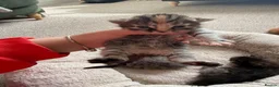 Mixed Breed cats for sale: 8 fluffy kittens looking for forever home in Sale - Advert 4