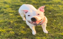 Mixed Breed dogs for sale: Beautiful grey girl - Image 3