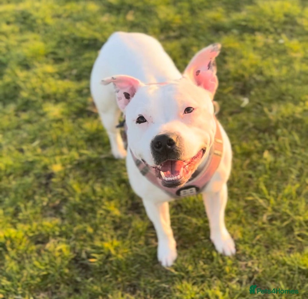 Mixed Breed dogs for sale: Beautiful grey girl - Image 3