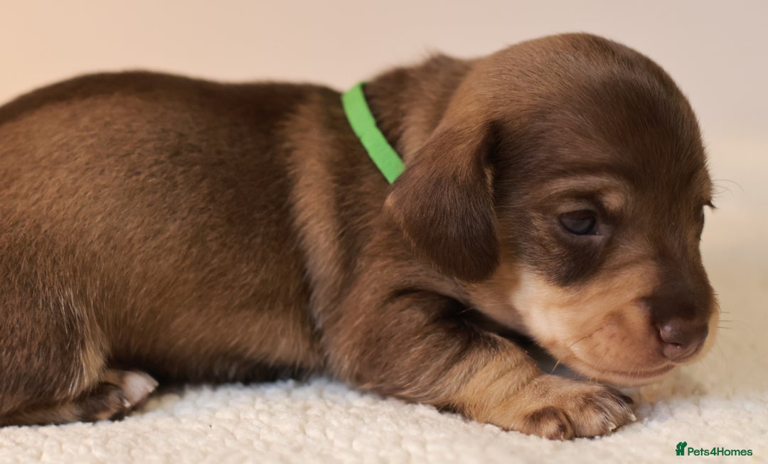 Miniature Dachshund dogs for sale: 5*Licensed+KC+PRAclear+VETchecked+Chocolate&Cream - Advert 8