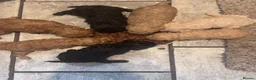Toy Poodle dogs for sale: Beautiful Mixed Litter Toy Poodle Puppies ❤️🐾🐩 - Advert 2