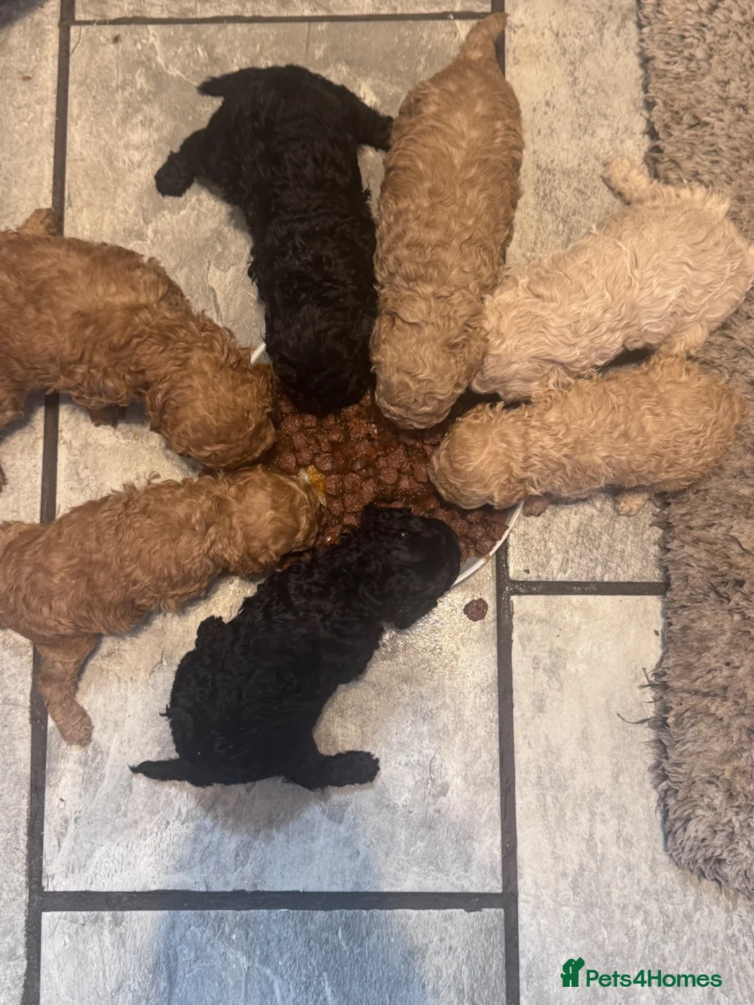 Toy Poodle dogs for sale: Beautiful Mixed Litter Toy Poodle Puppies ❤️🐾🐩 - Advert 2