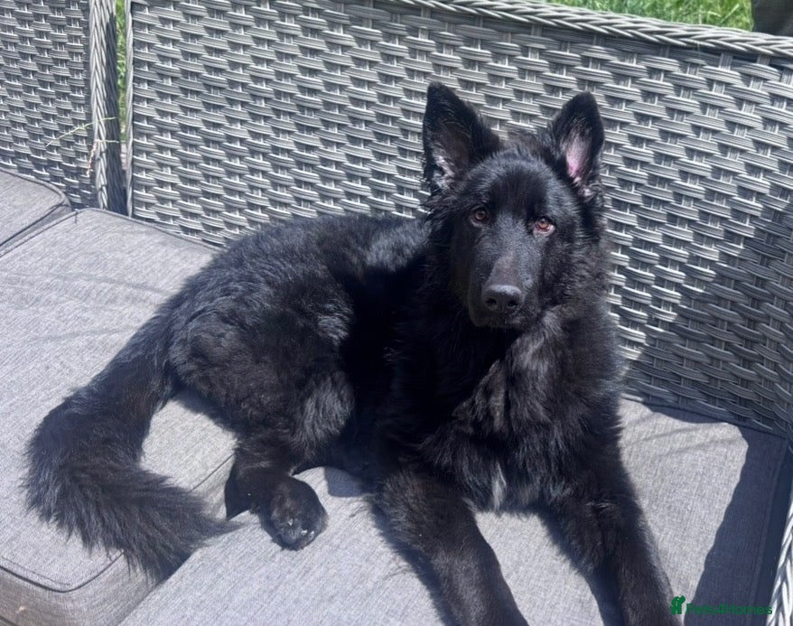 German Shepherd dogs Solid Black Long-Coat German Shepherd – KC Reg - Advert 1