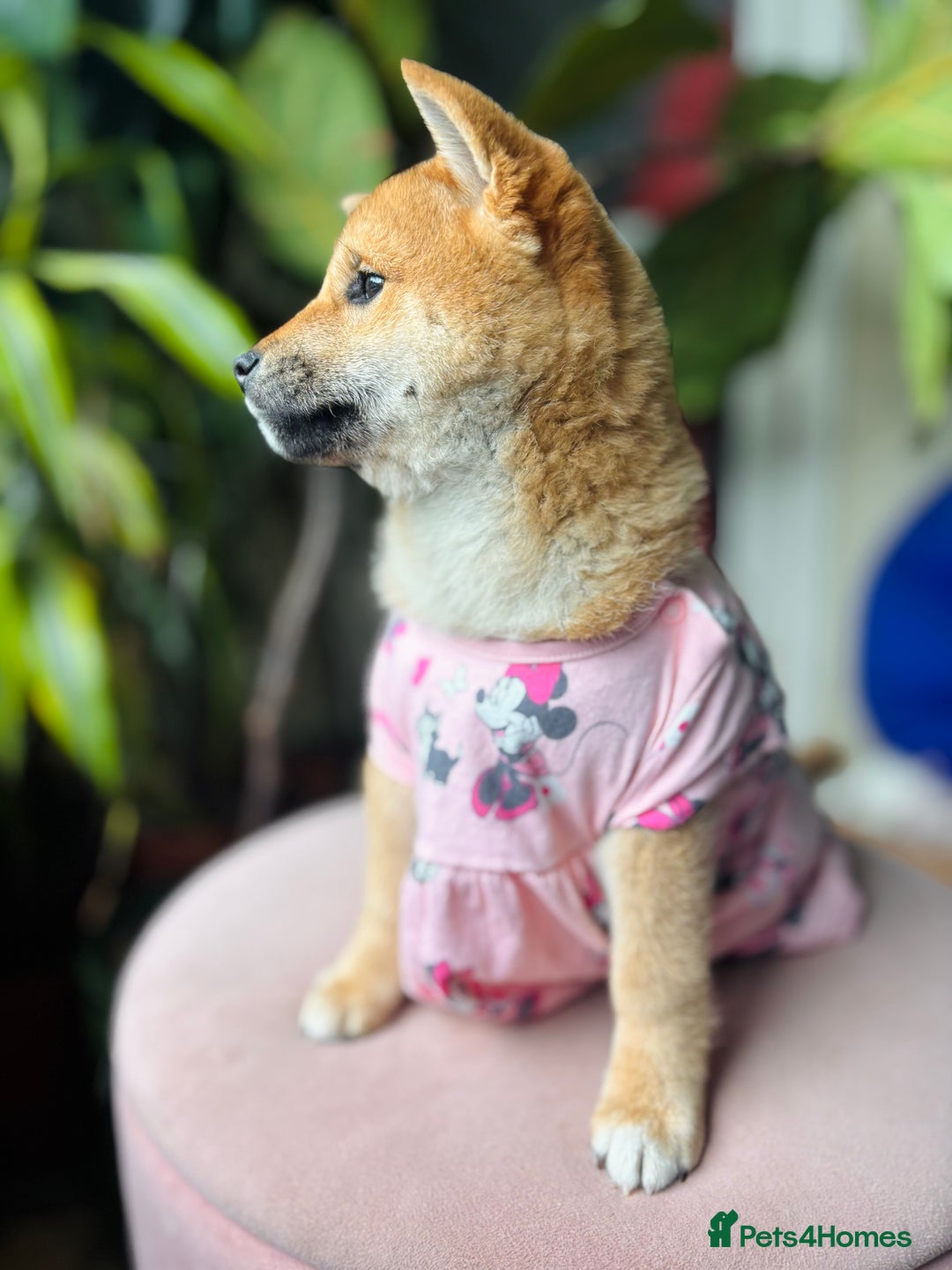 Japanese Shiba Inu dogs for sale: KC reg Japanese Shiba Inu puppies  - Image 22