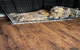 Chow Chow dogs for sale: chow chow puppy - Image 9