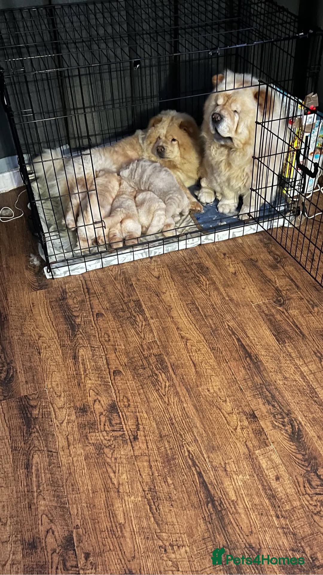 Chow Chow dogs for sale: chow chow puppy - Image 9