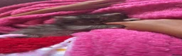 Persian cats for sale: Pure bred Persian kittens  - Advert 3