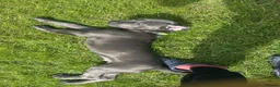 Cane Corso dogs for sale: Pure Cane Corso For Sale - Advert 4
