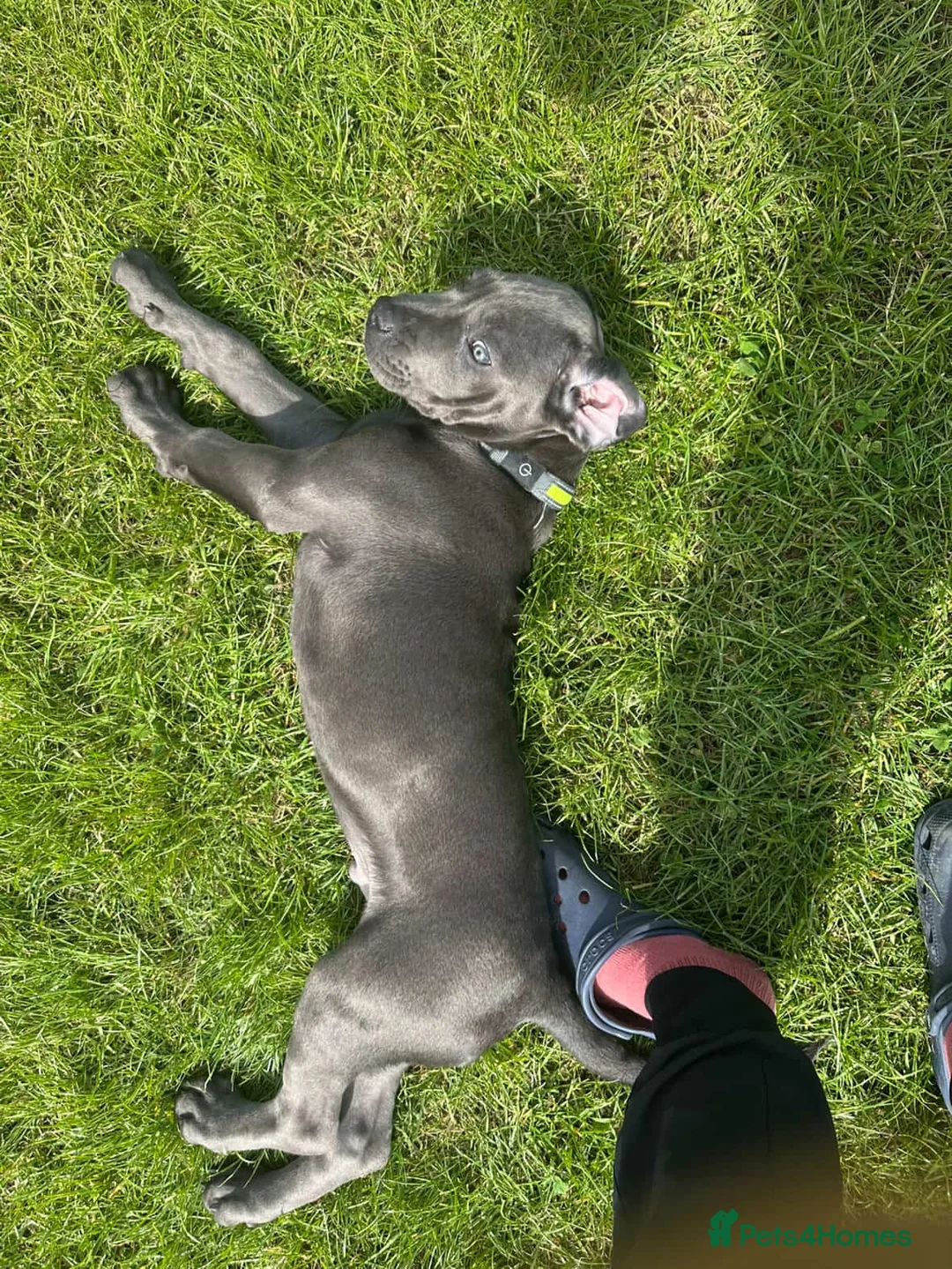 Cane Corso dogs for sale: Pure Cane Corso For Sale - Advert 4