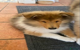 Rough Collie dogs for sale: ROUGH COLLIE SABLE AND WHITE PUPPIES - Image 27