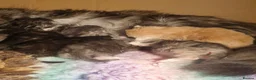 Maine Coon cats for sale: Tica registered Maine Coons  - Advert 27