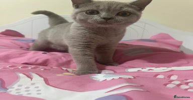 British Shorthair cats - Advert 16