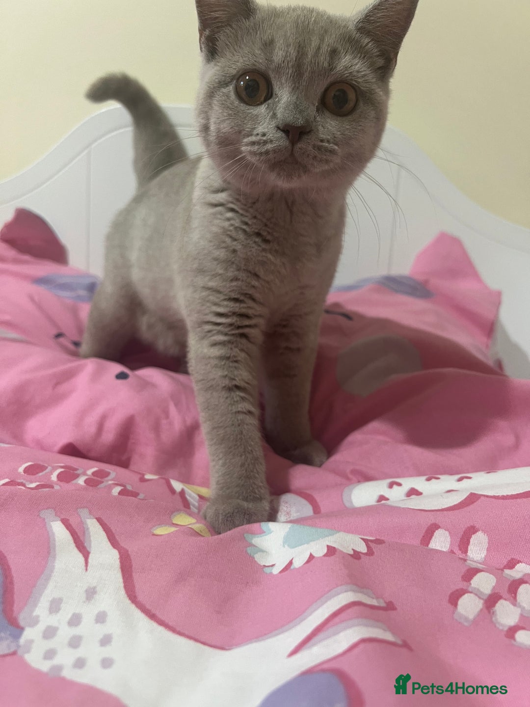 British Shorthair cats for sale: GCCF registered -Lilac British Shorthair Female - Image 3