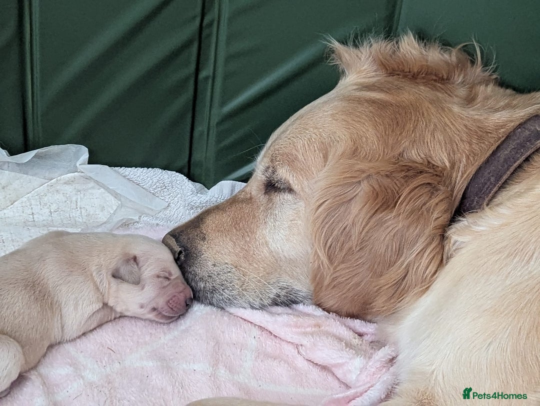 Goldador dogs for sale: Gorgeous Golden Retriever Puppies  - Image 8