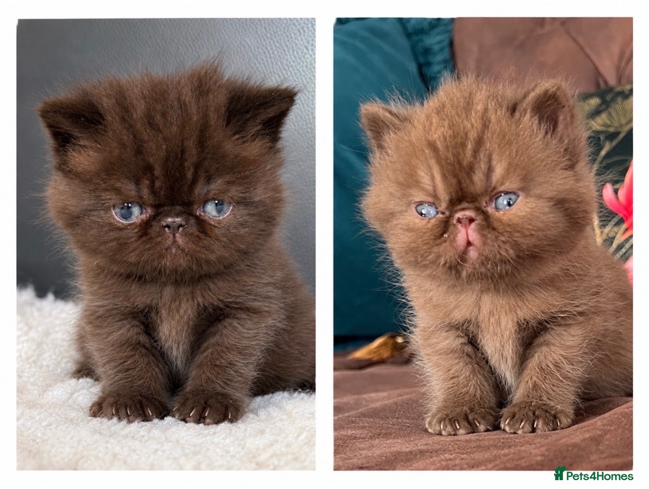 Exotic cats Exotic & Persian Chocolate & Black Kittens - Advert 1