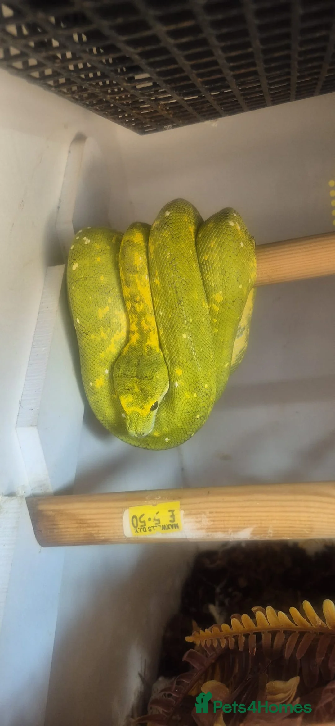 Python Snake reptiles for sale: Green tree python unsexed  in Houghton le Spring - Advert 1