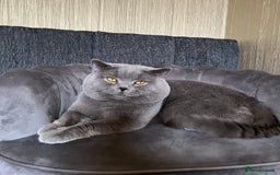 British Shorthair cats for sale: Our gorgeous boy  - Image 1