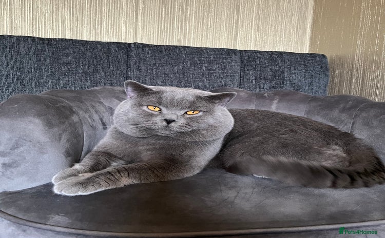 British Shorthair cats - Advert 16