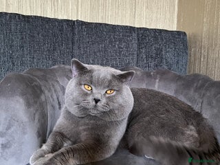 British Shorthair cats Our gorgeous boy - Advert 5