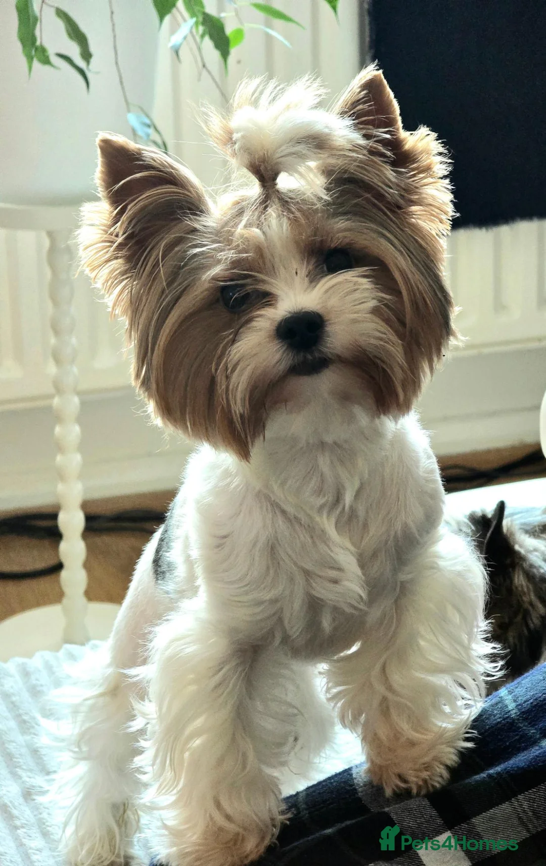Biewer Terrier dogs for sale: Gorgeous Pure Biewer terrier male - Advert 3