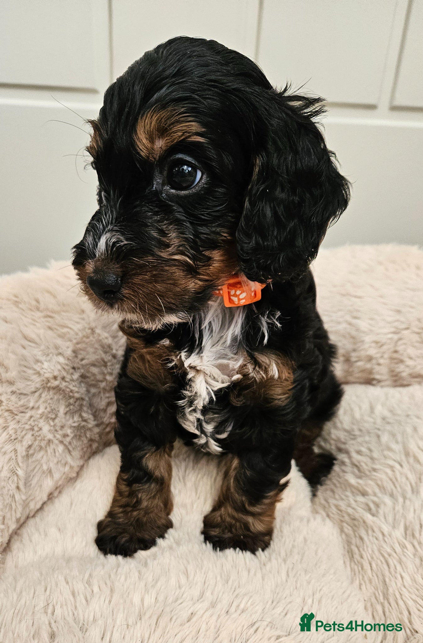 Cockapoo dogs Ready next week!Licensed insured breeder! Boys!! - Advert 2