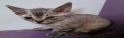 Devon Rex cats for sale: Pedigree TICA Registered Devon Rex - Advert 4