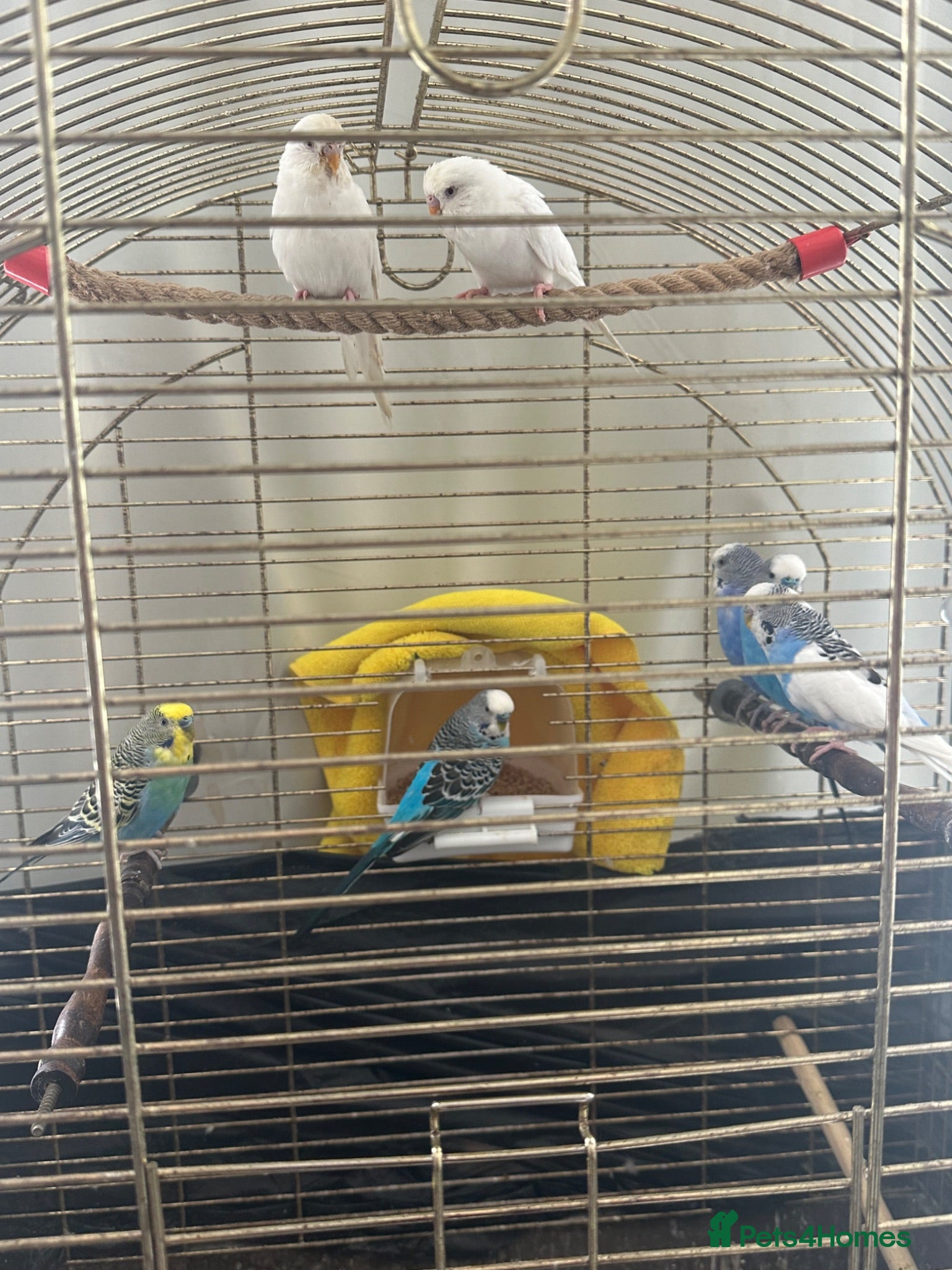 Budgerigars birds 1 25£ 2 40£ - Advert 5