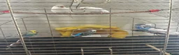 Budgerigars birds for sale: 1 25£ 2 40£ in Great Yarmouth - Advert 1
