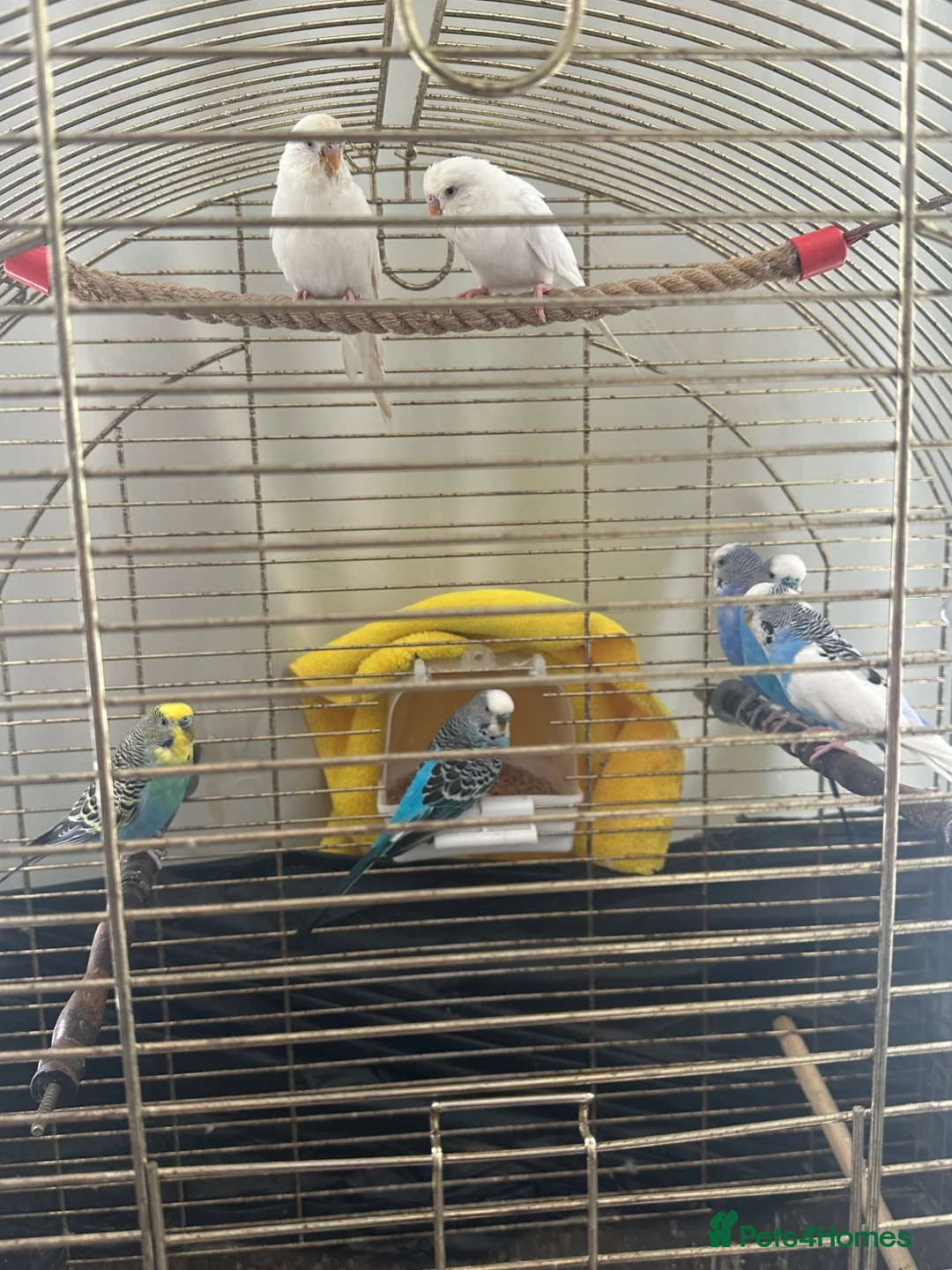 Budgerigars birds for sale: 1 25£ 2 40£ in Great Yarmouth - Advert 1