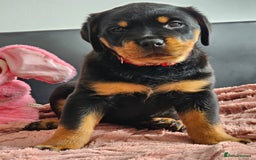 Rottweiler dogs for sale: Pure breed Rottweiler  - Image 5