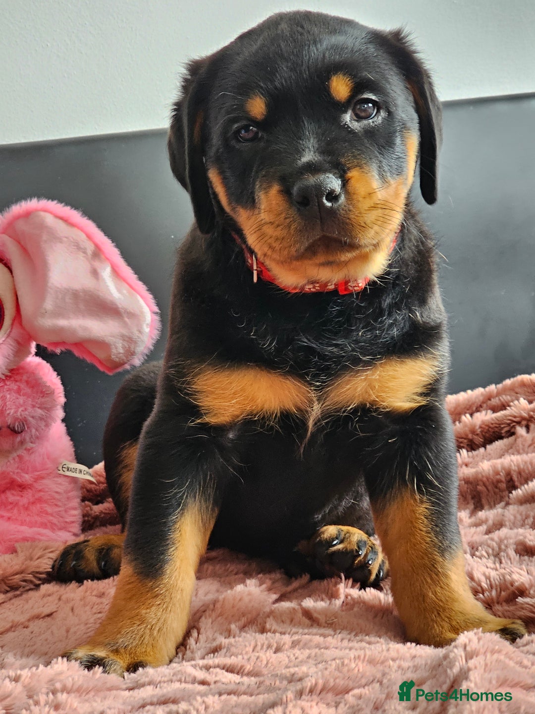 Rottweiler dogs for sale: Pure breed Rottweiler  - Image 5