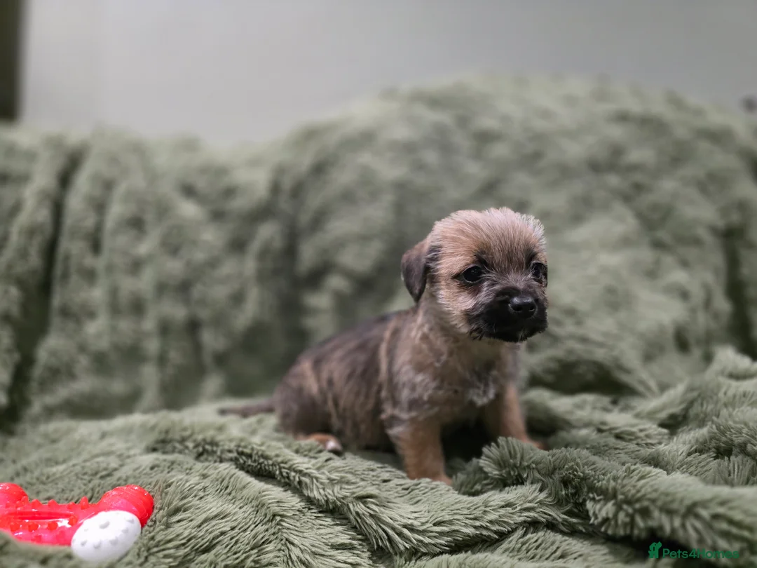 Mixed Breed dogs for sale: Puppies - Advert 12