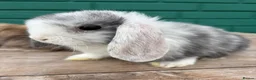 Mini Lop rabbits for sale: Beautiful mini lops - Advert 6
