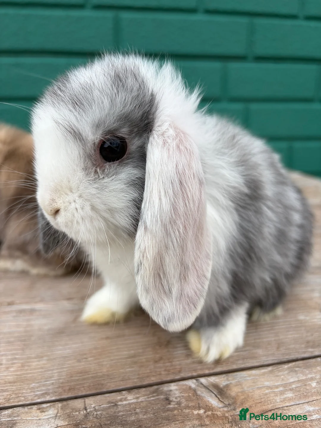 Mini Lop rabbits for sale: Beautiful mini lops - Advert 6