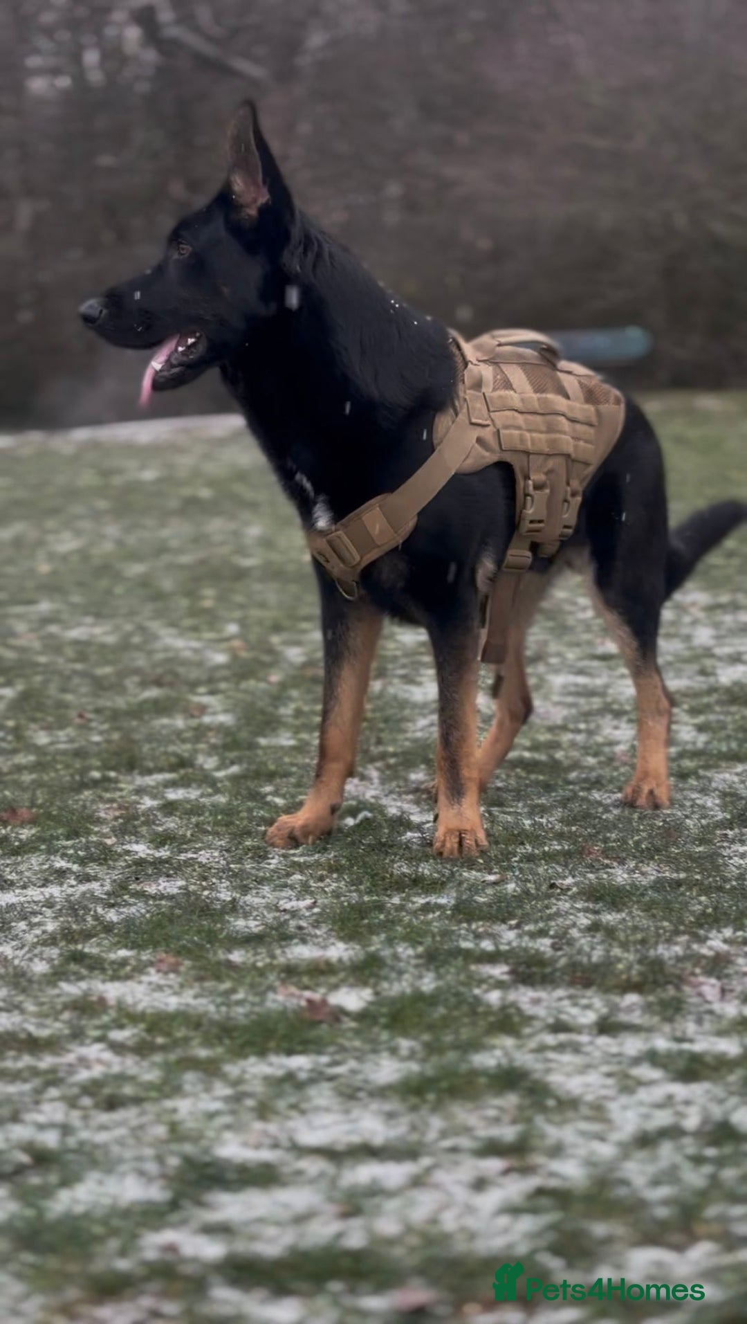 German Shepherd dogs for sale: Beautiful boy rocco.  - Advert 4