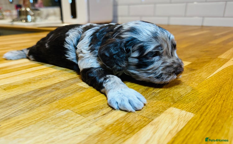 Cockapoo dogs - Advert 1