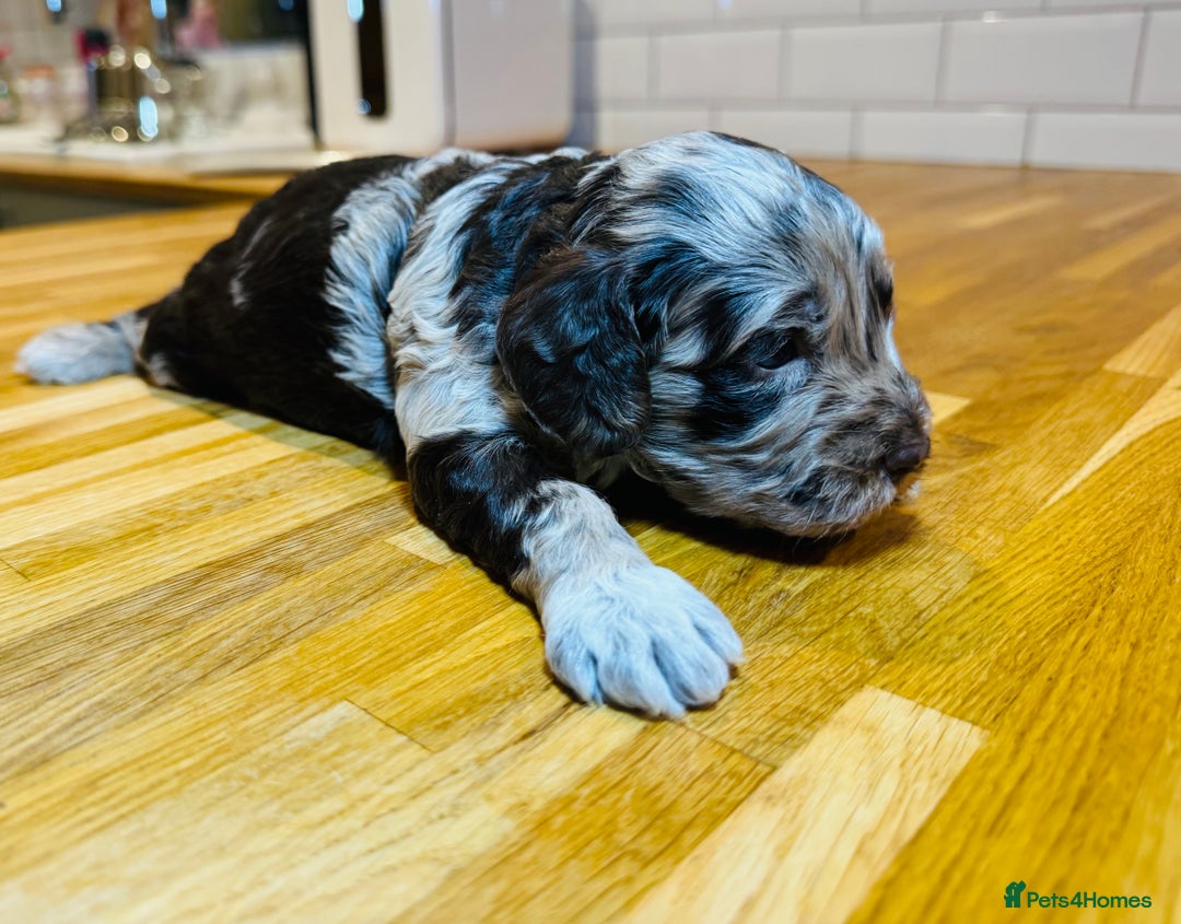 Cockapoo dogs for sale: Chocolate & Chocolate Merle Cockapoo Babies 🐾🐾🐾 - Image 1