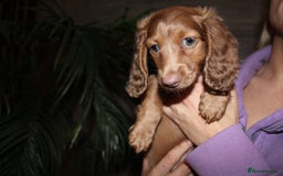 Miniature Dachshund dogs for sale: Miniature Dachshund Puppies READY TO LEAVE! - Image 2