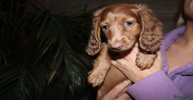 Miniature Dachshund dogs - Advert 6